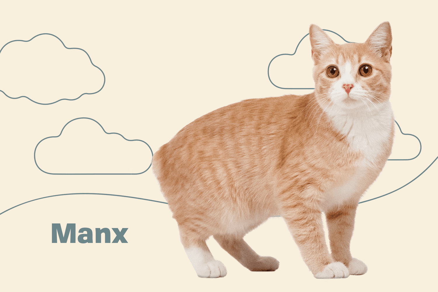 manx cat price