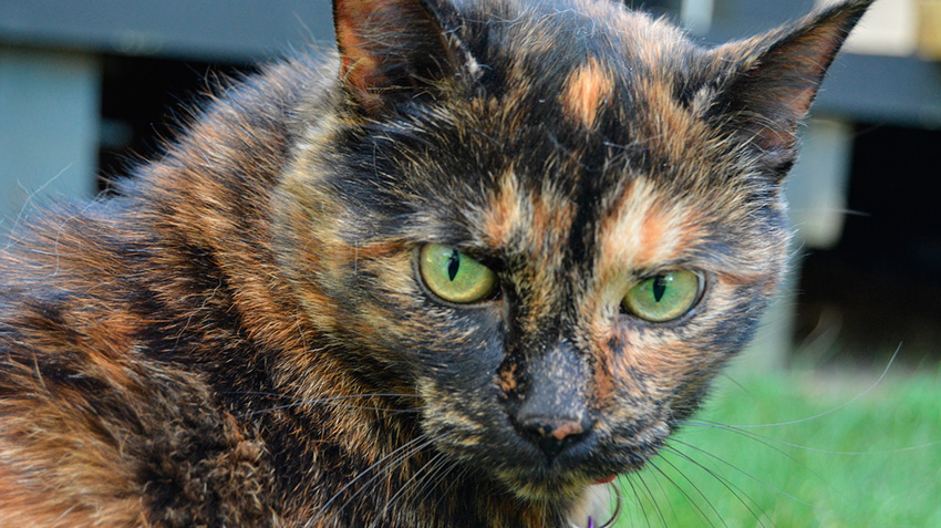 tortie kitten personality