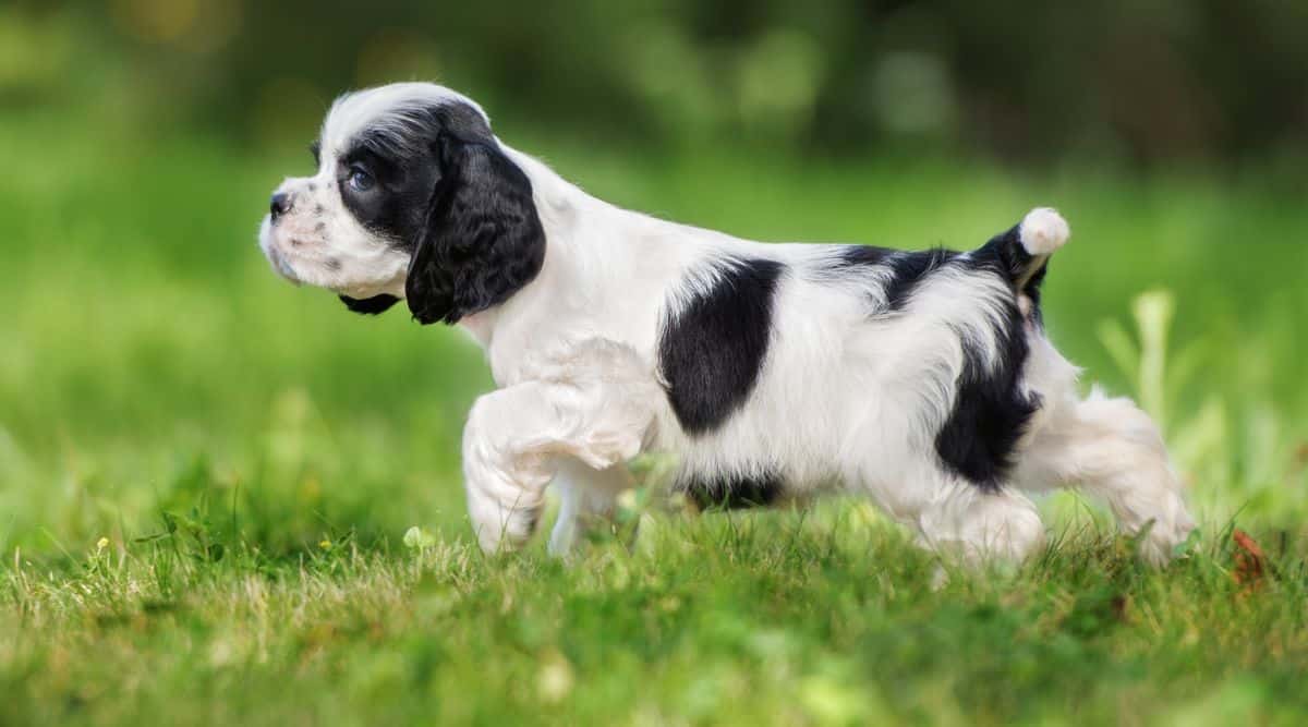 why are cocker spaniels tails docked