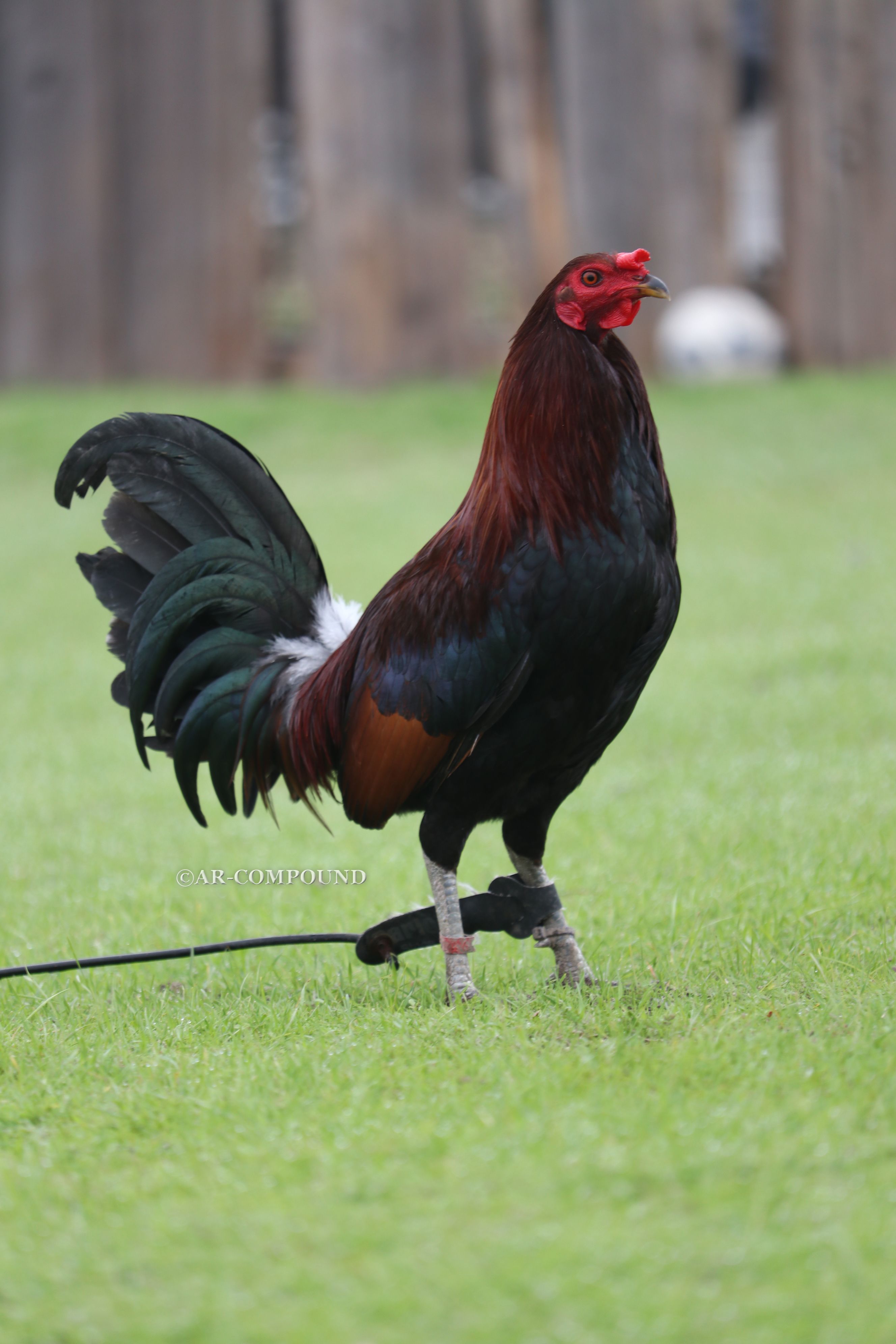 leiper gamefowl fighting style