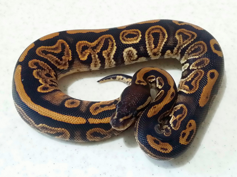 black pastel ball python