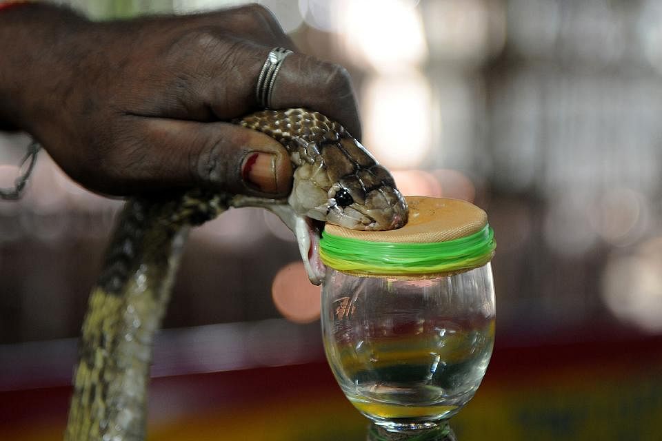 snake catcher in chennai