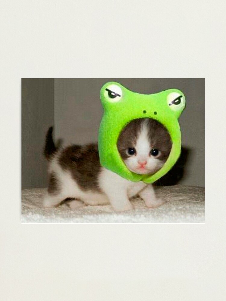 cat with frog hat