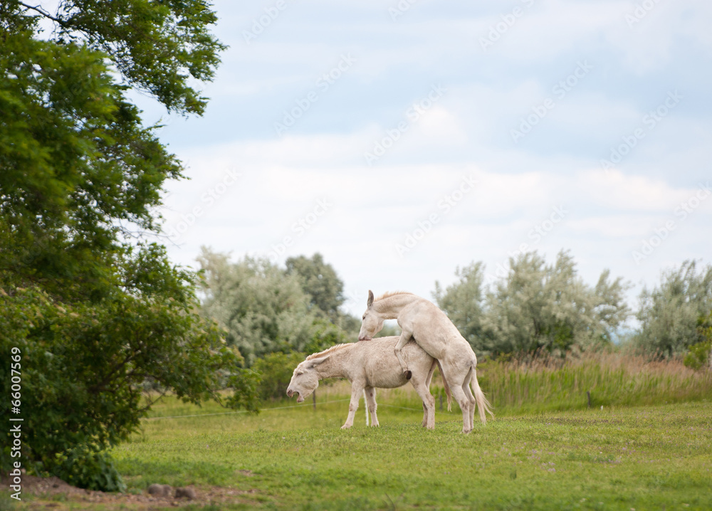 donkey mating