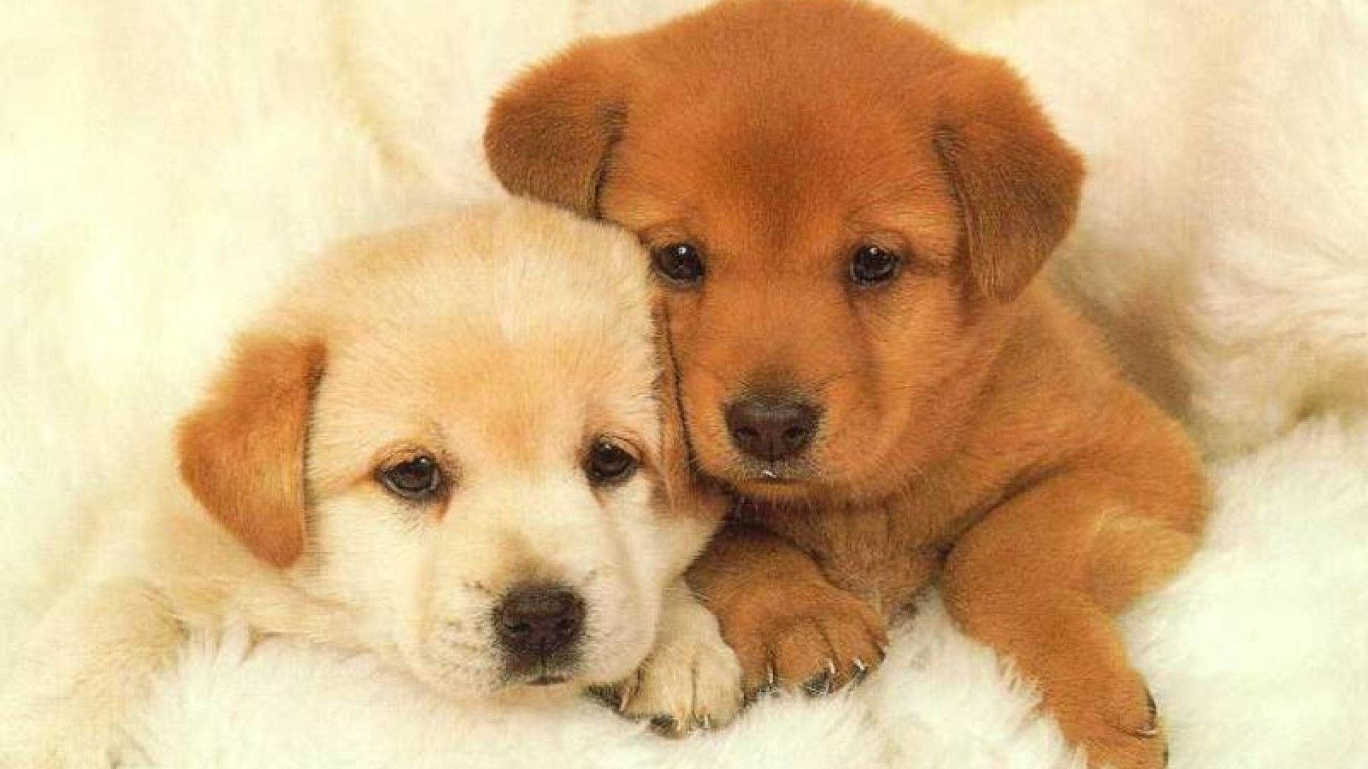 cute puppies wallpaper