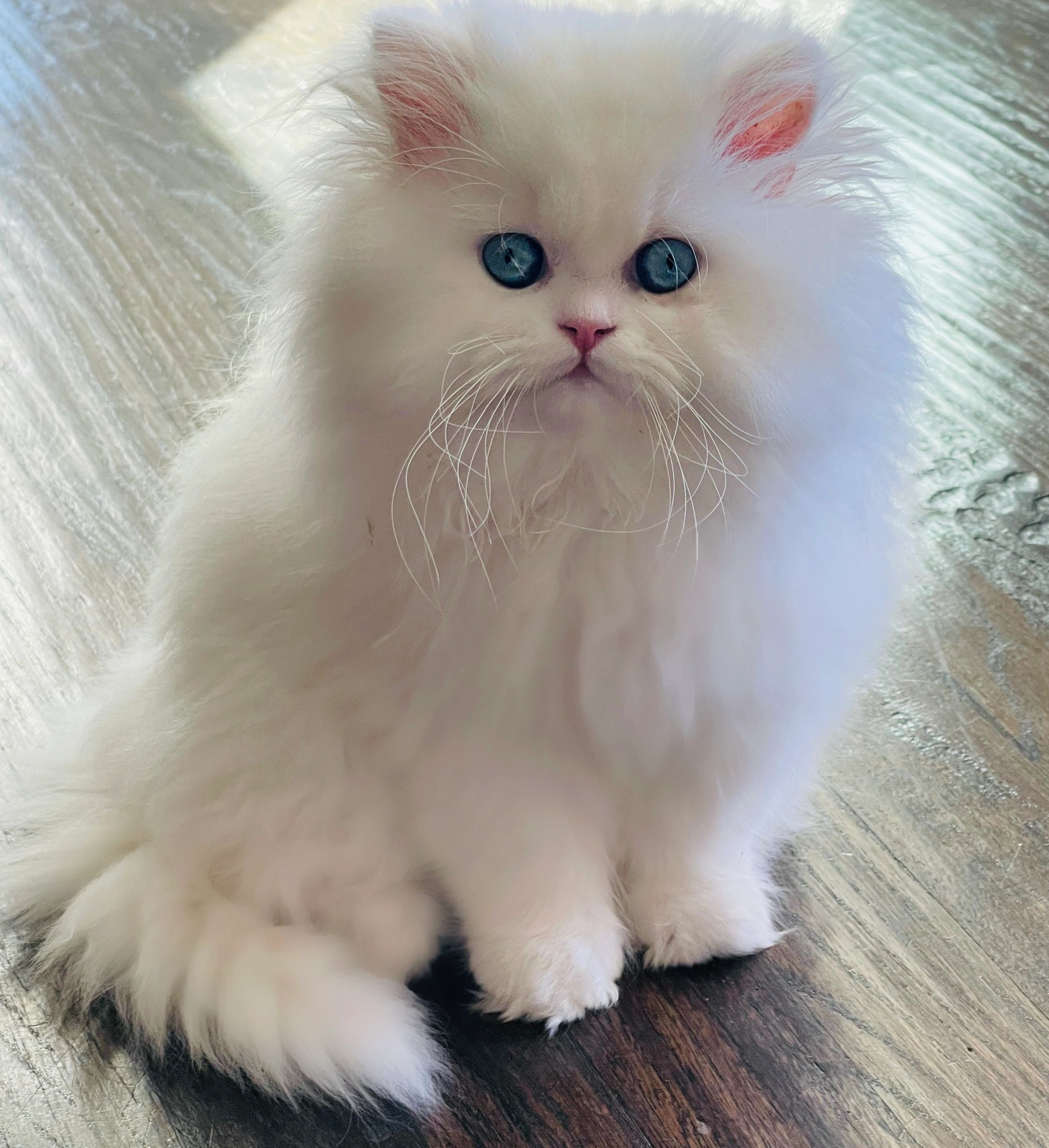 persian cat seller near me