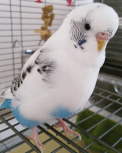 pied budgie