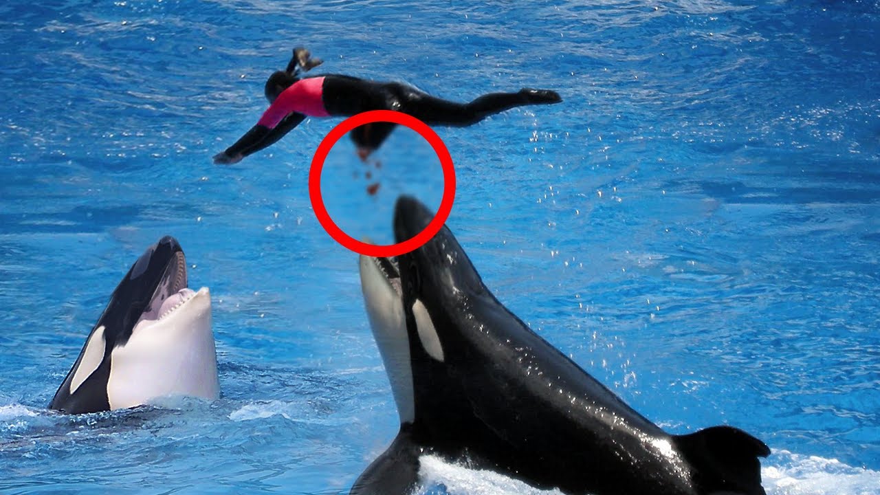 orcas attack humans in wild