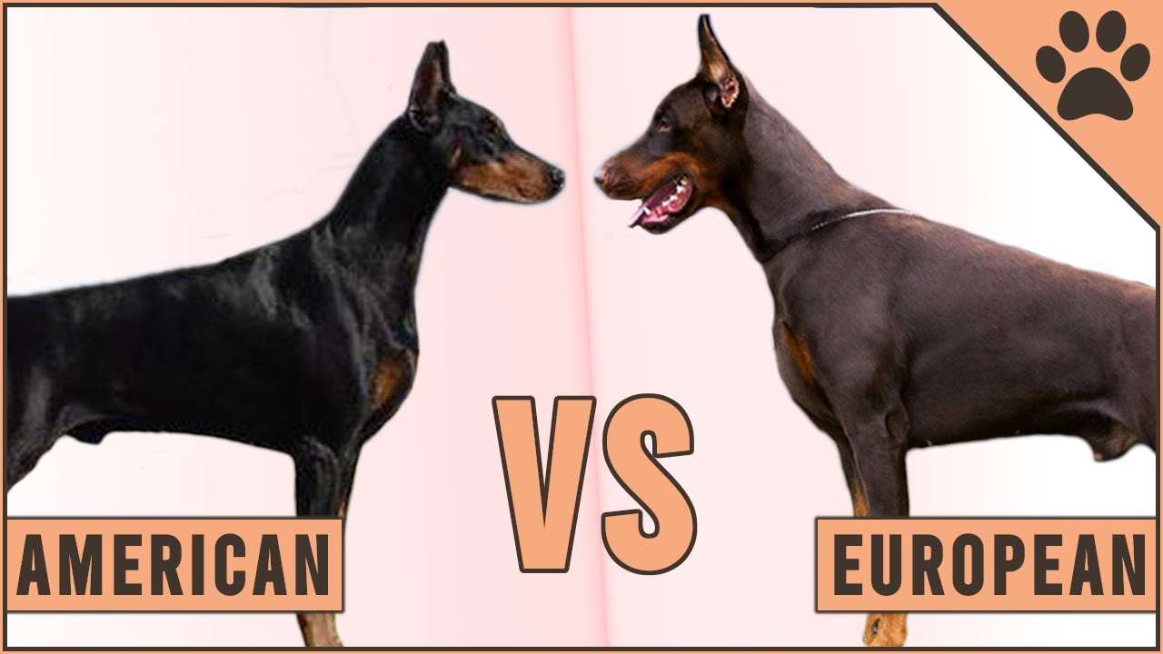 european doberman vs american doberman