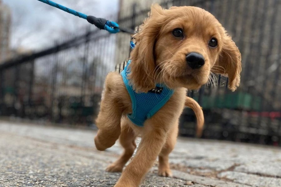 cavalier and golden retriever mix