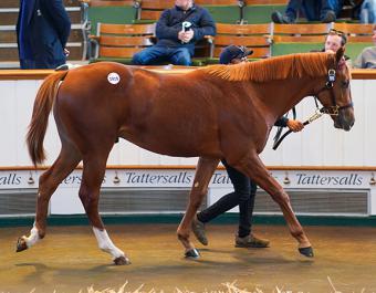 tattersalls sales 2023 results