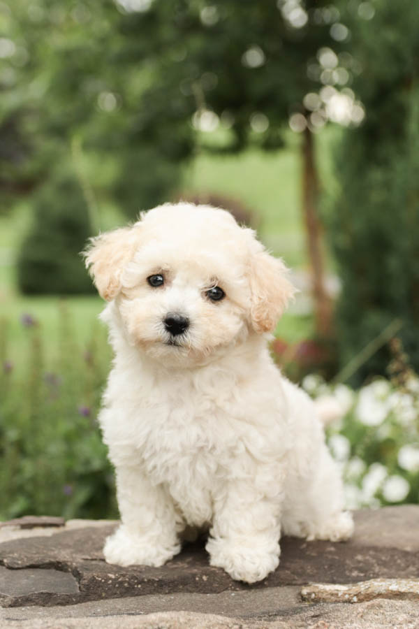 bichon frise puppies for sale near me