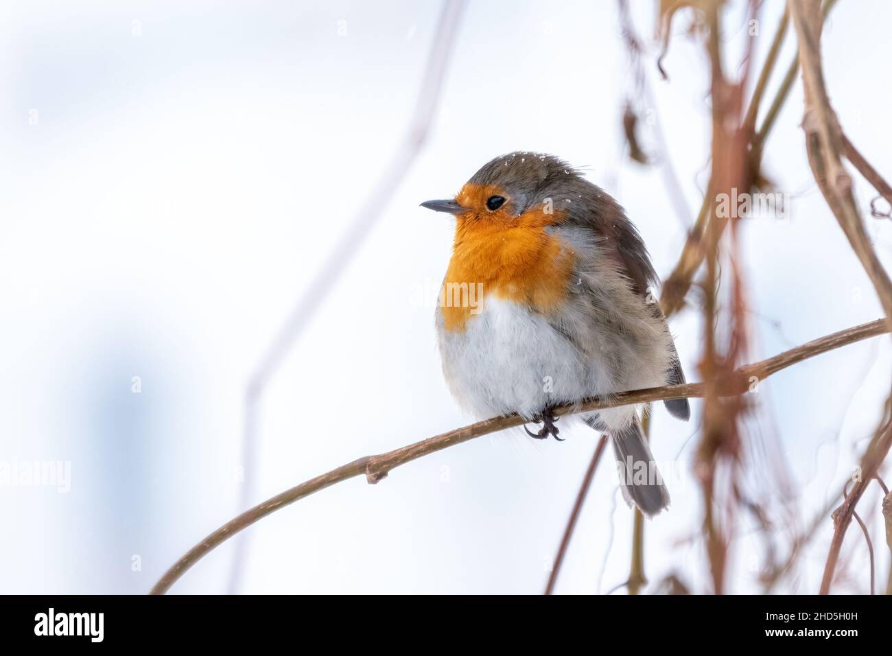 cute bird on branch