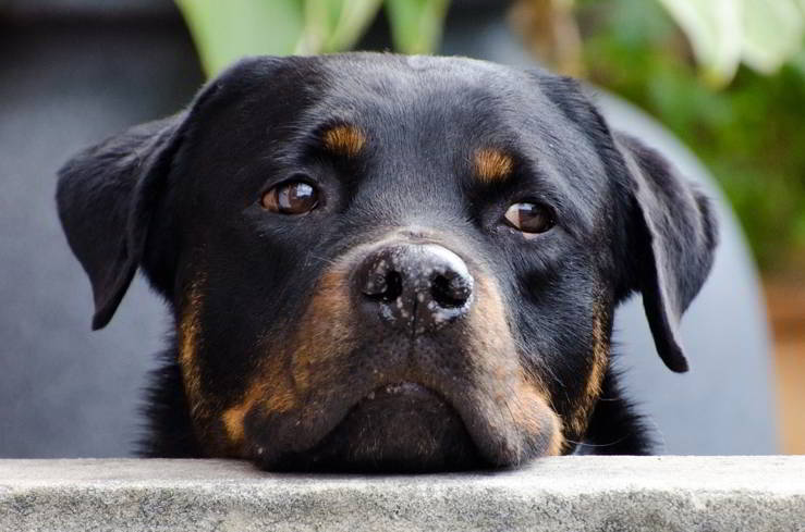 nombres para perros rottweiler bravos