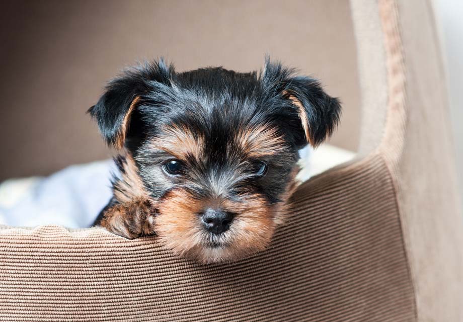 yorkshire terrier puppies for sale