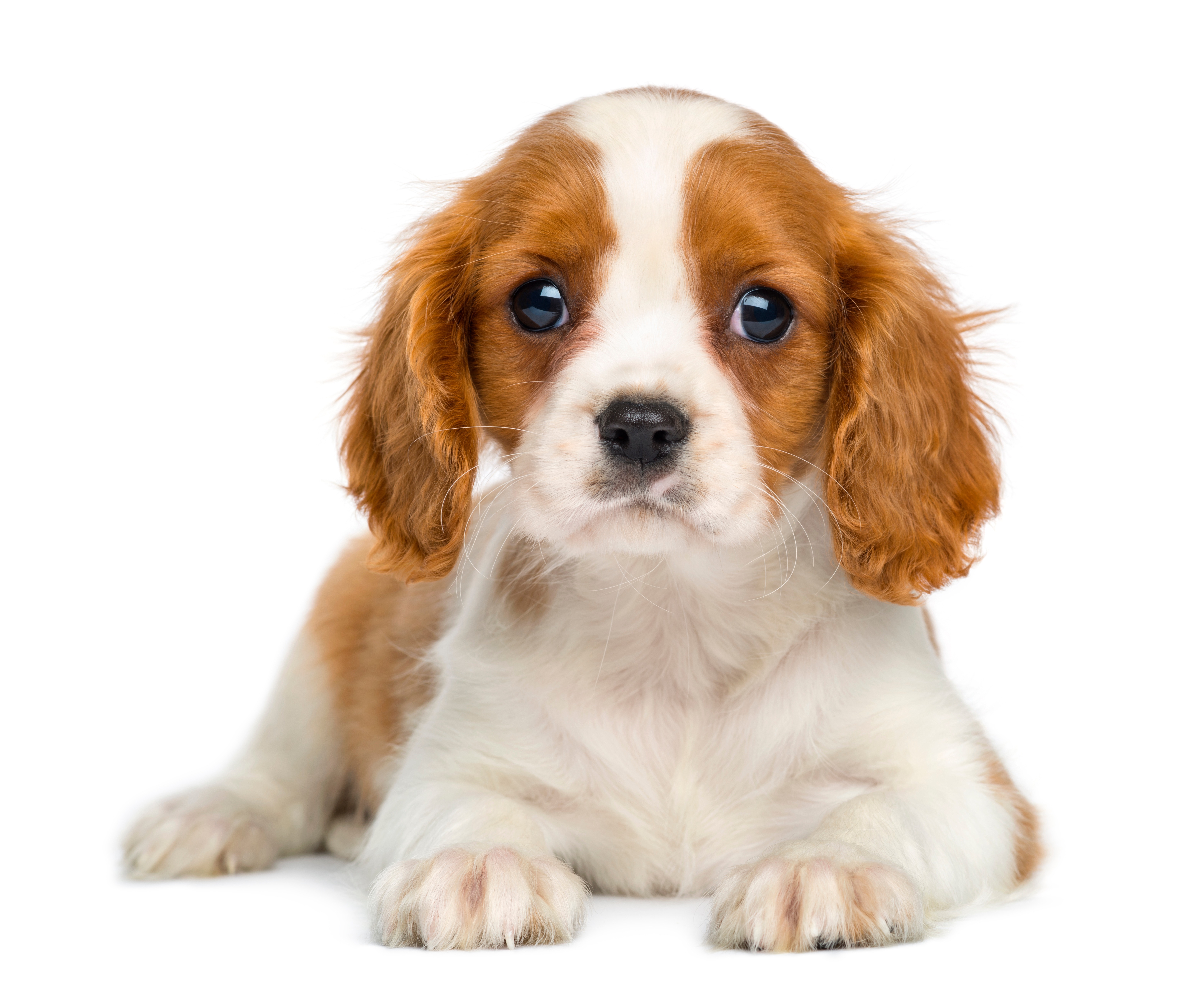 king cavalier puppies for sale