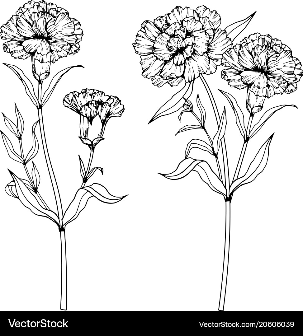 carnation flower drawing