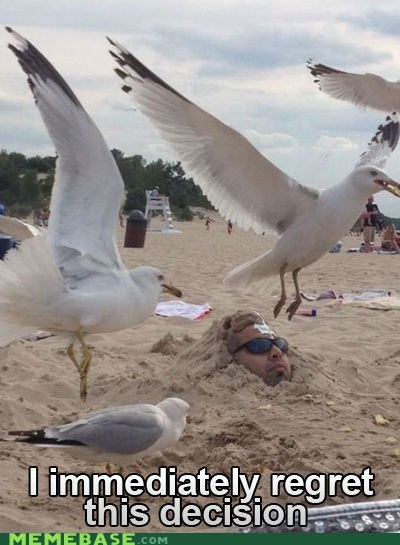 funny seagull memes