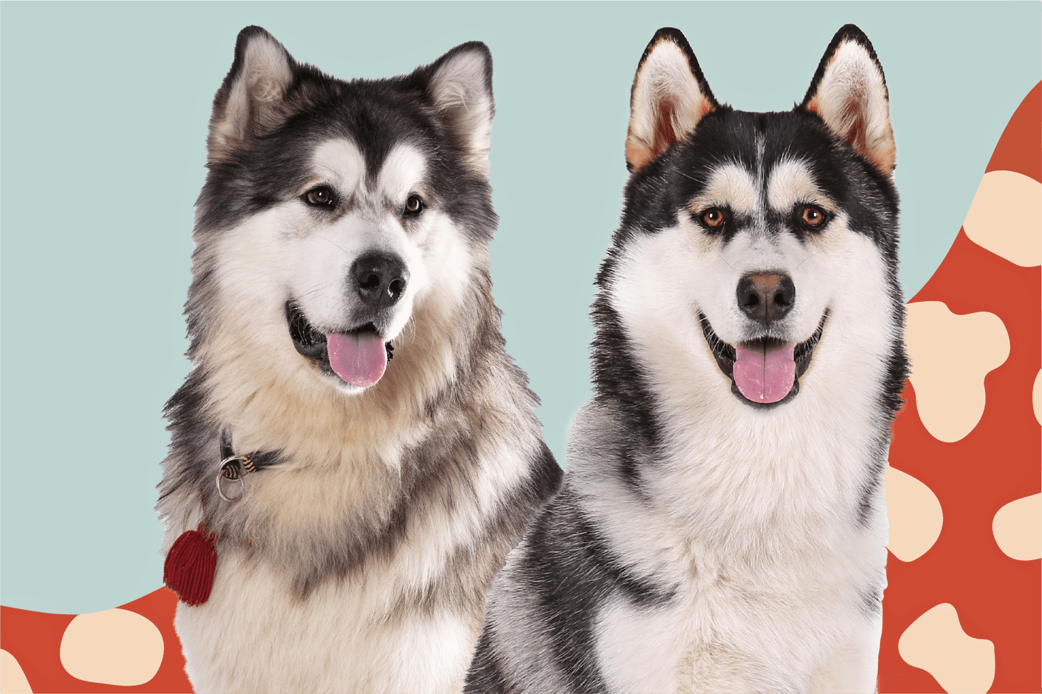 alaskan husky vs alaskan malamute