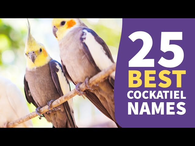 unique male cockatiel names