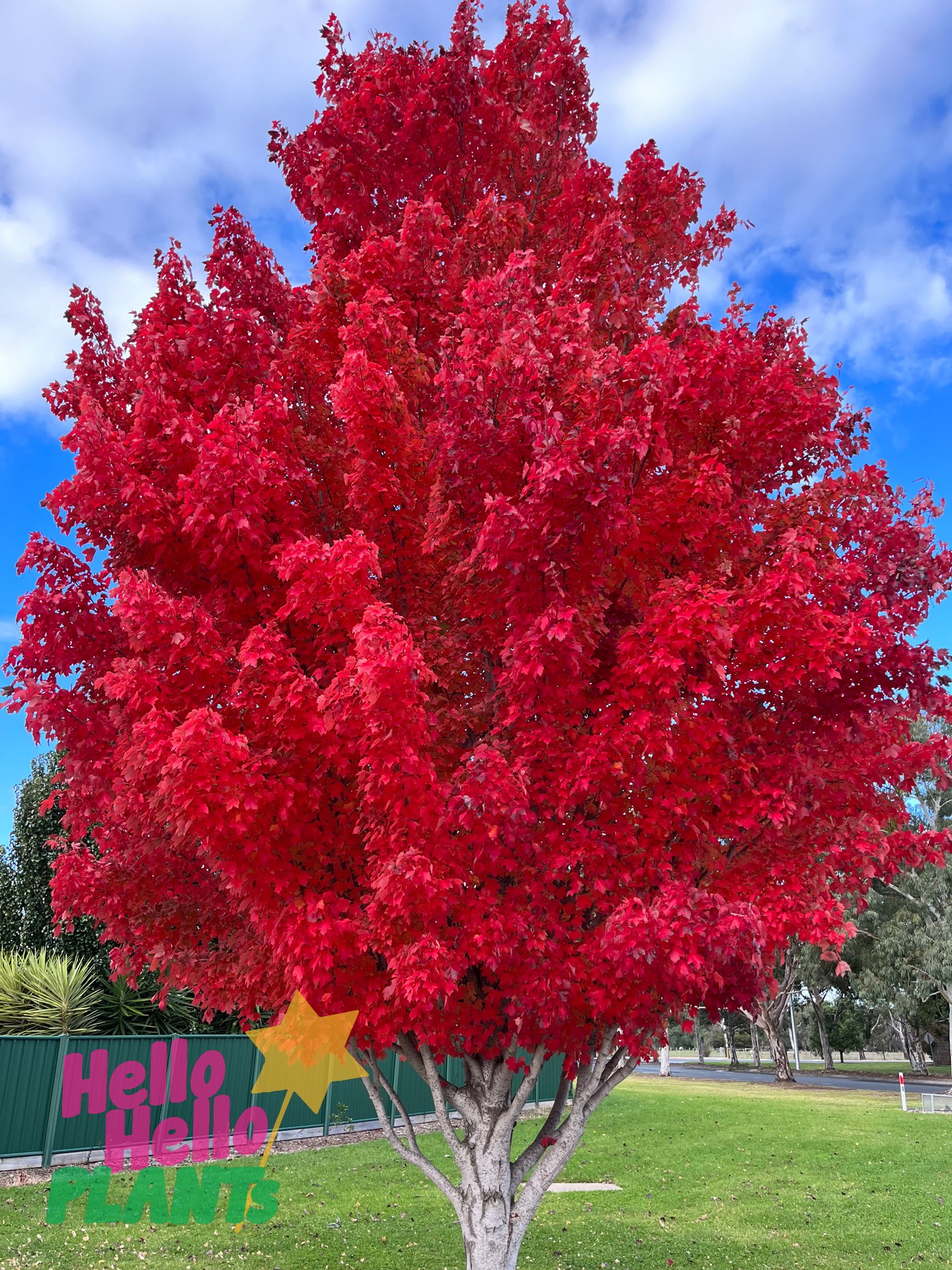 october glory red maple for sale