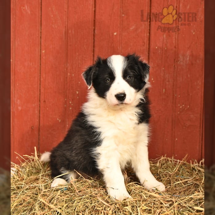 border collie puppies for sale near me