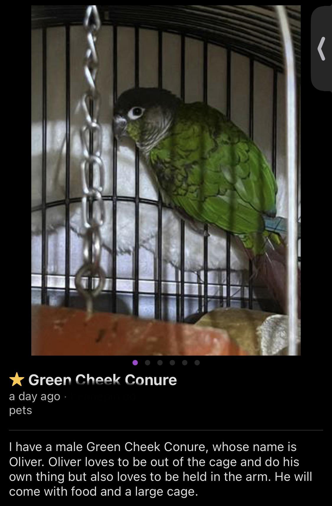 birds for sale near me craigslist