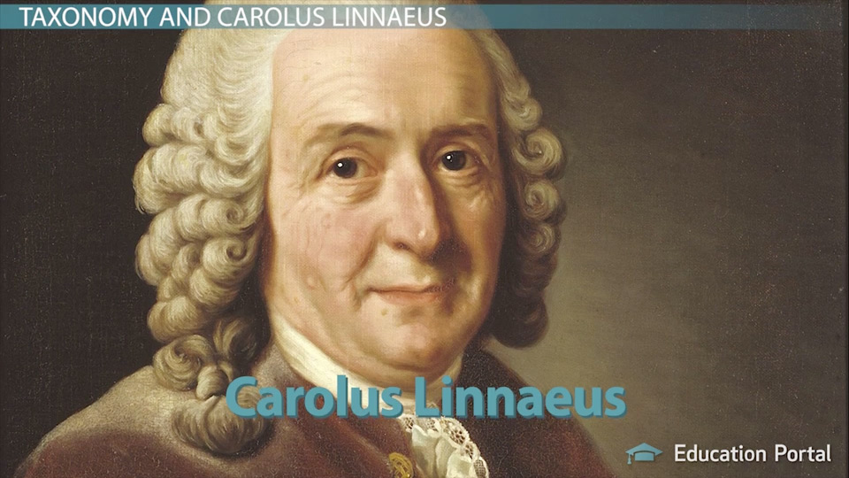 linnaeus is credited with introducing