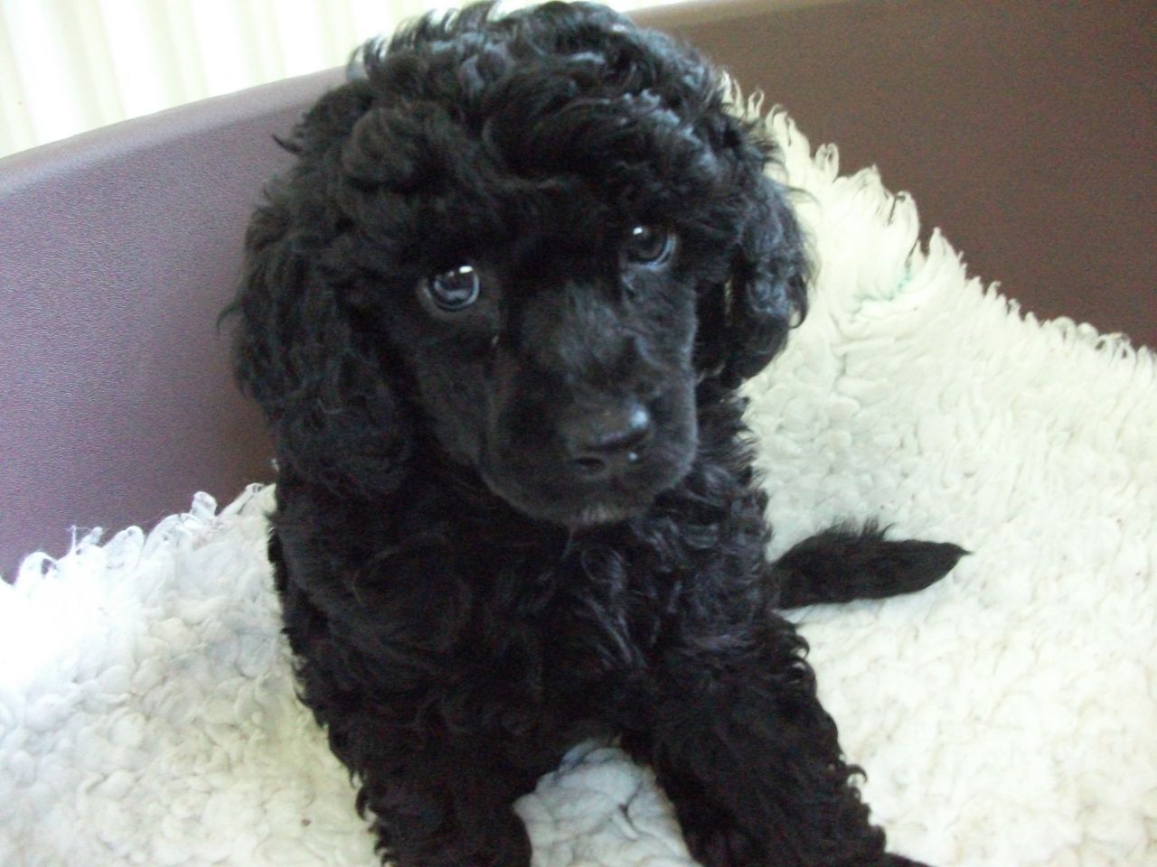 puppy poodle black