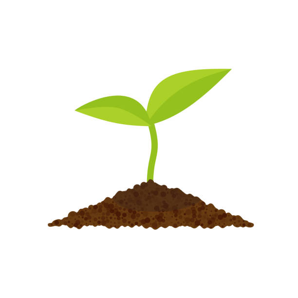 seedling clipart