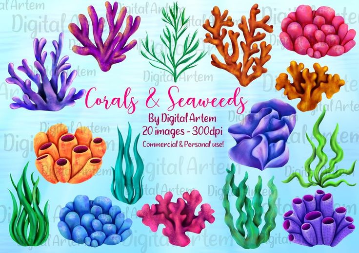 coral clipart