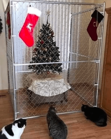 christmas cat memes