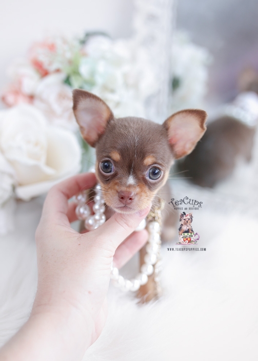 buy teacup chihuahua