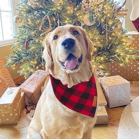 dogs in christmas costumes