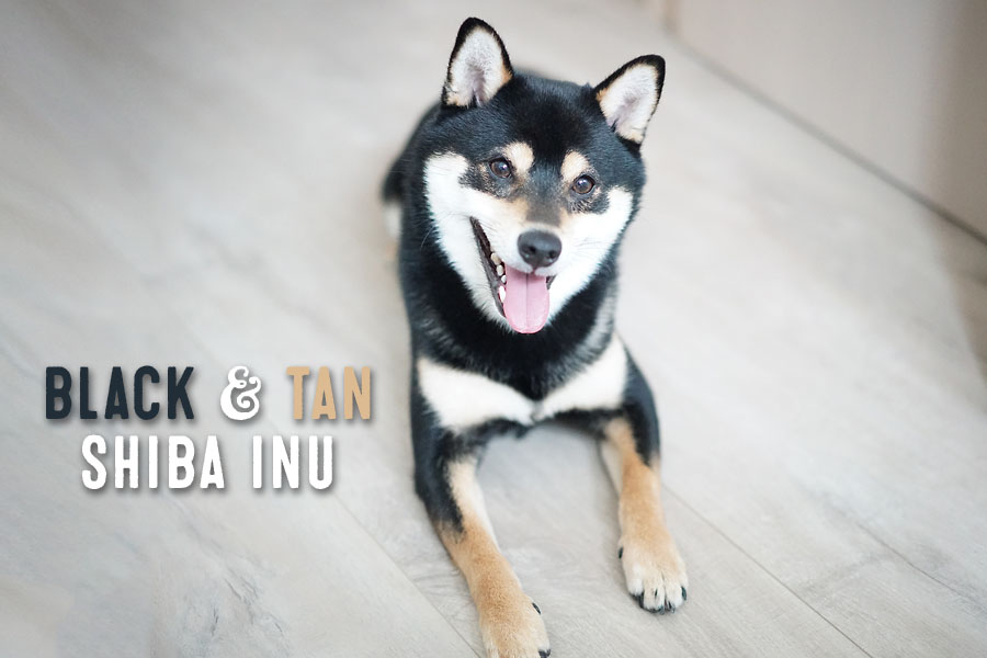 black and tan shiba