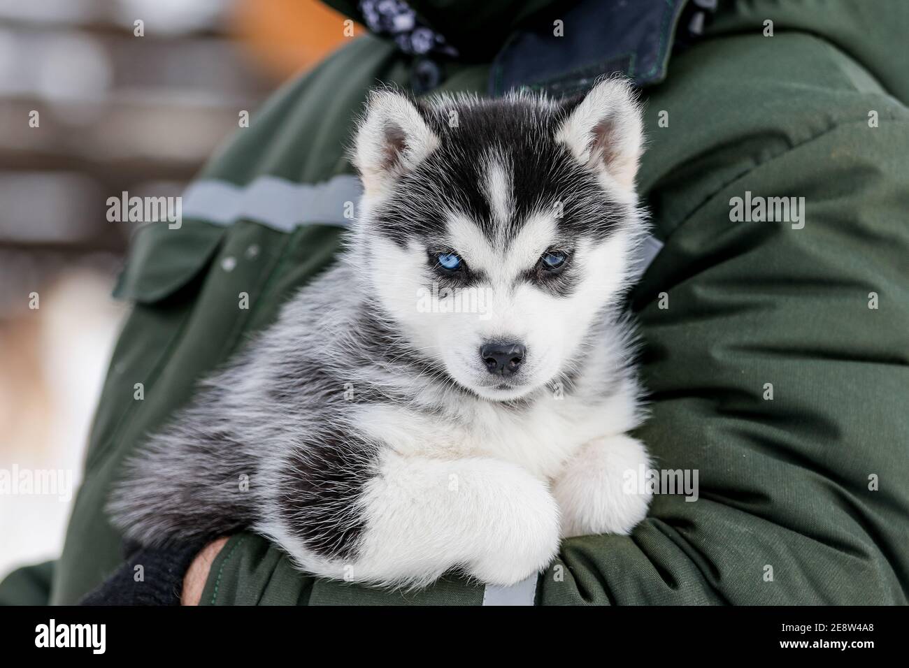 puppy husky cute