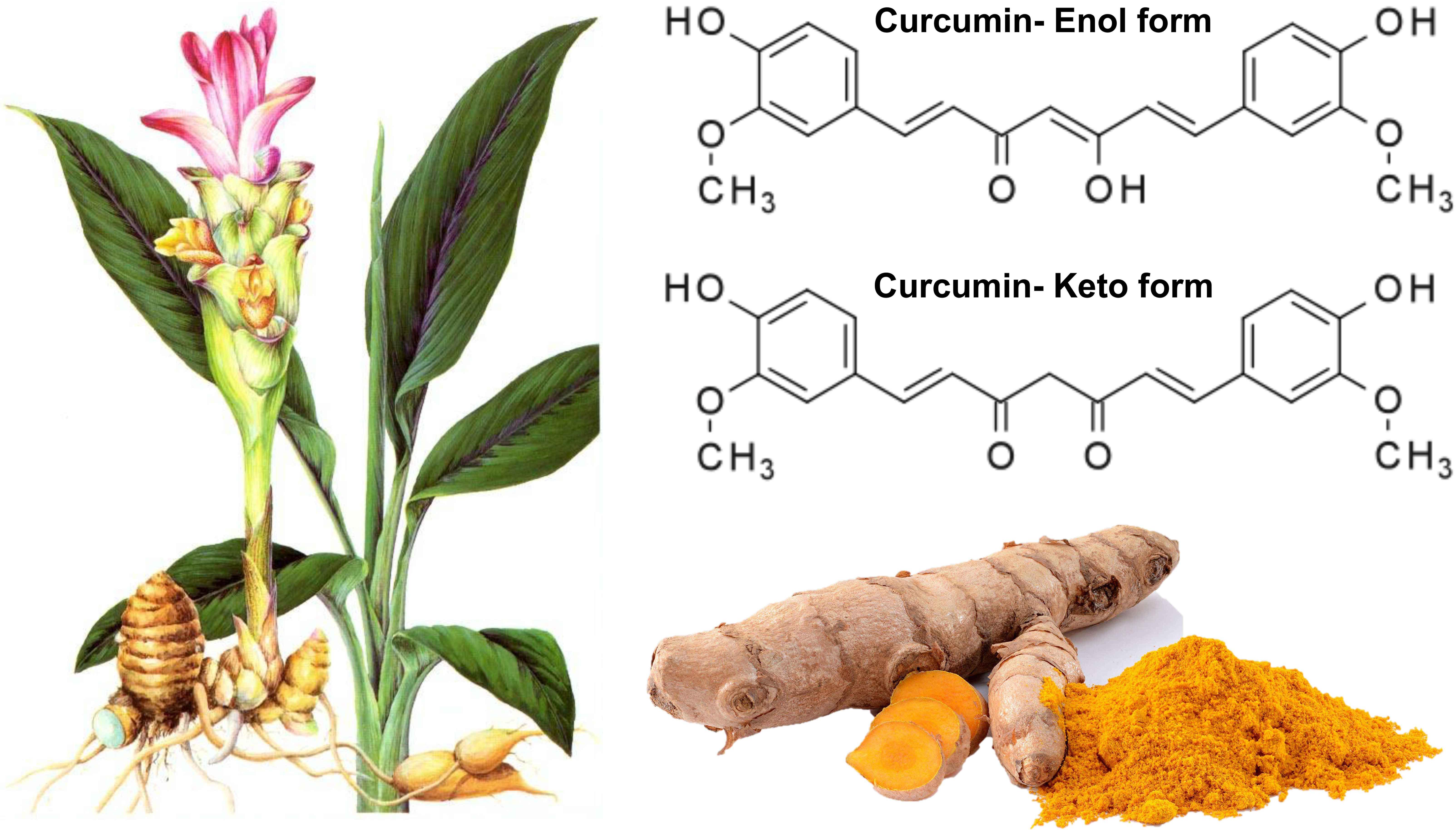 curcuma pubmed