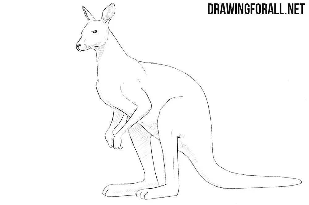 draw a kangaroo