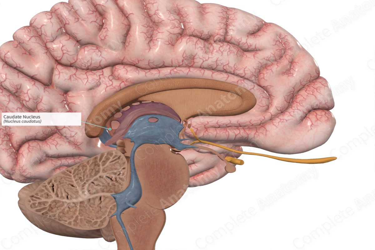 caudate nucleus