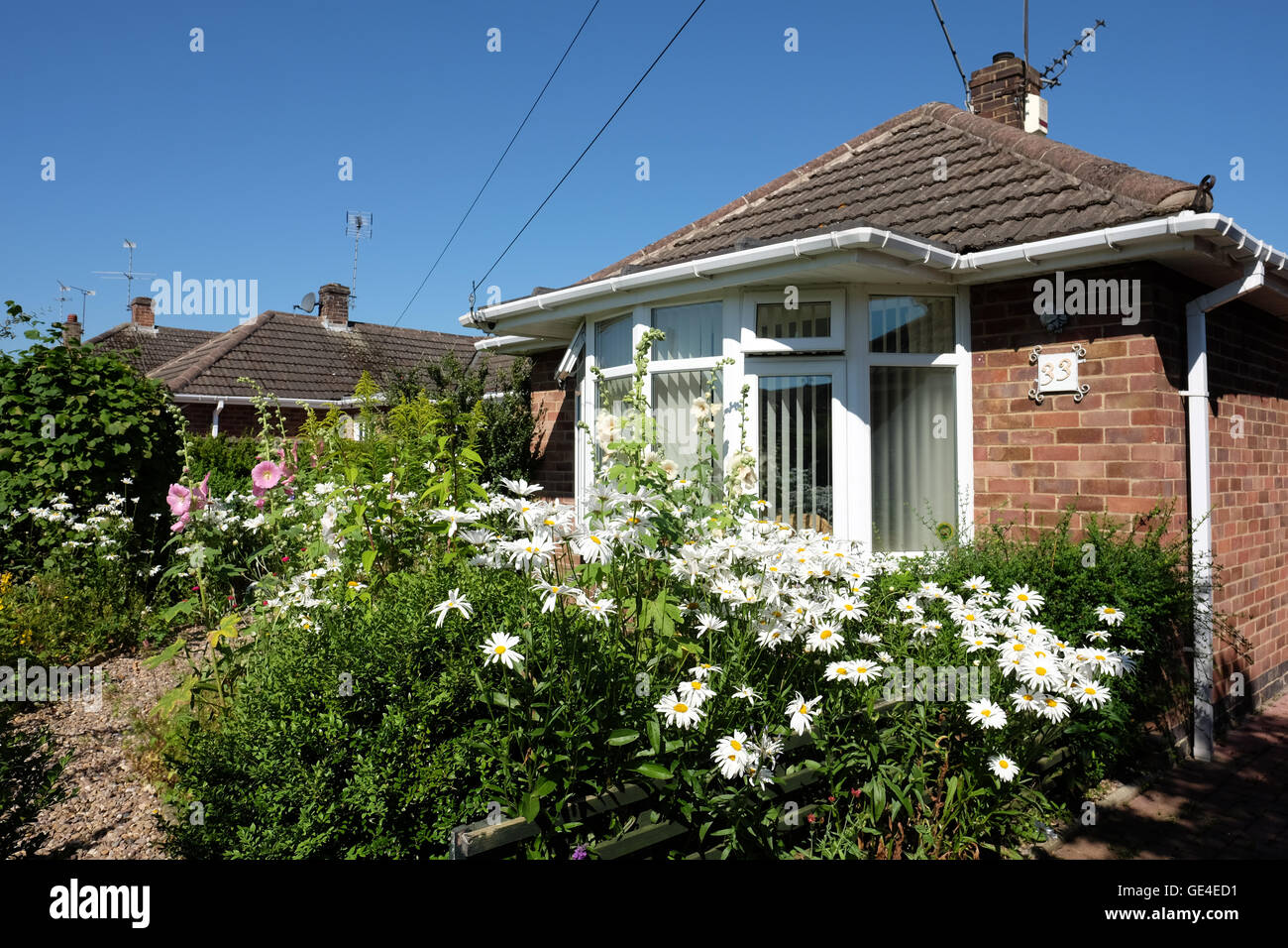 daisy flower plant bungalow house