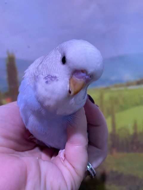 budgie breeder near me