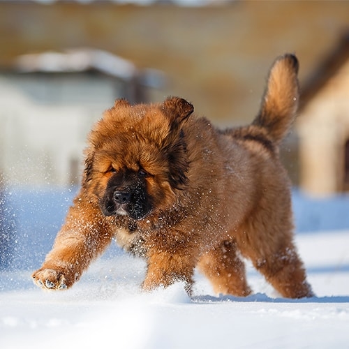 tibetan mastiff price in uk