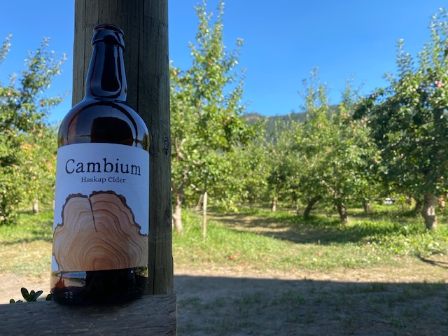 cambium cider