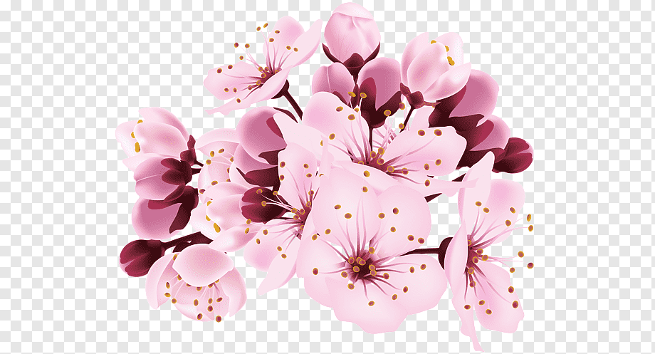 cherry blossom sticker png