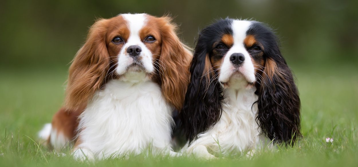 king charles puppies near me