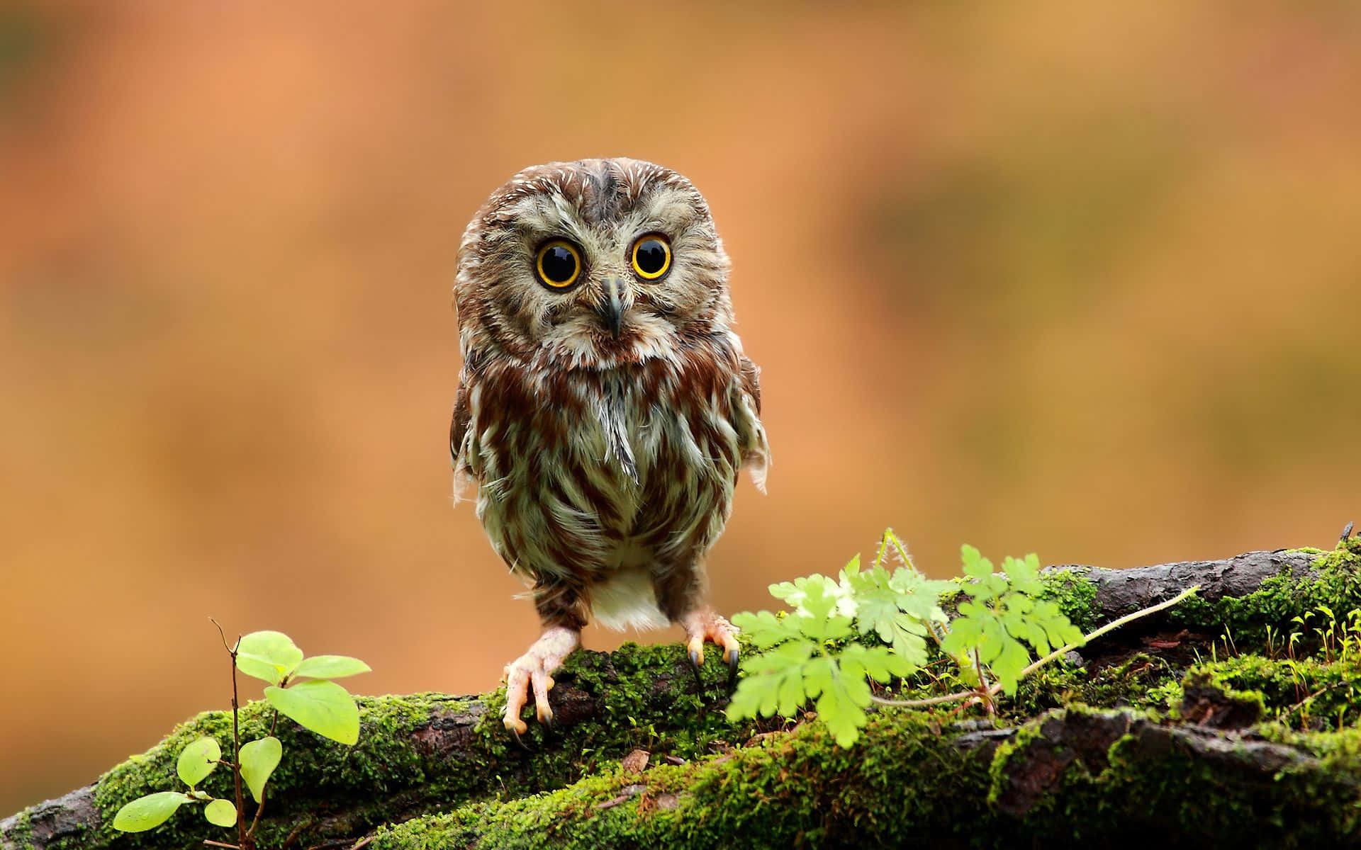 cute owl pictures