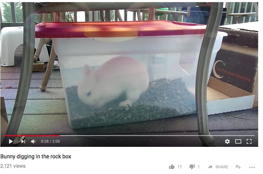 bunny digging box