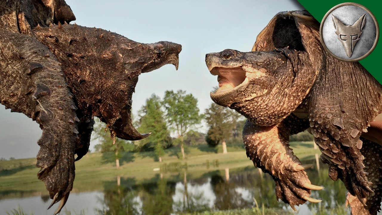 alligator snapping turtle vs common snapping turtle fight