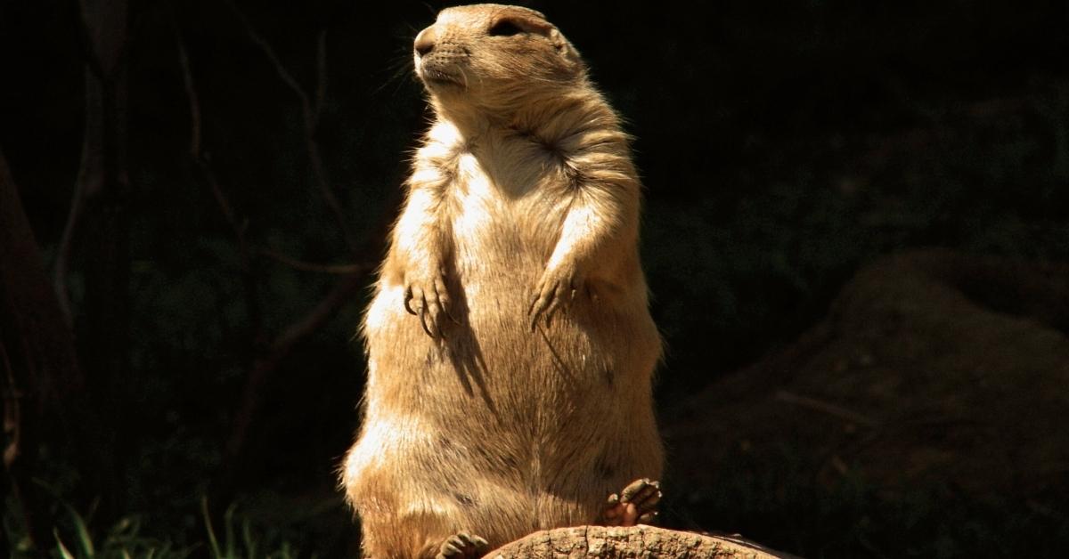 prairie dog yahoo