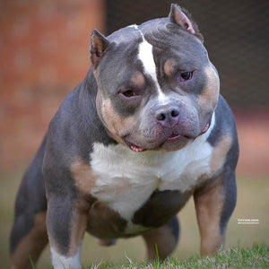 bully puppy for sale